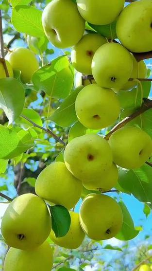 水果 #新鲜应季水果 #优质农产品 #砀山梨 汁水饱满,好甜度无渣还